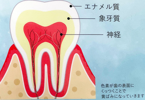 イラスト：歯